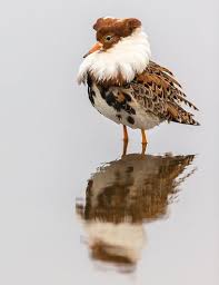 Pin By Madelinefoster On Patos Funny Birds Beautiful Birds Australian Native Birds