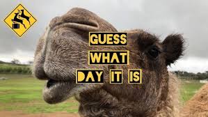 We saw a bird show, visited camels, and had camel rides. Camel Tail Youtube