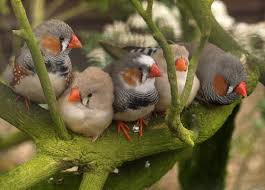 Zebra Finches Sewerby Hall Bridlington By The Deanery Via Flickr Zebra Finch Beautiful Birds Most Beautiful Birds