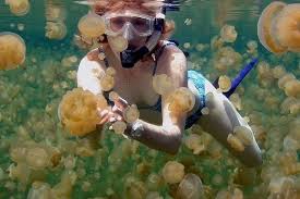 水母湖重新開放帛琉限制防曬乳使用 yahoo奇摩旅遊 fish pet pets animals