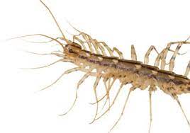 Rentokil are the experts in pest control globally and locally. Centipedes And Ants And Bees Oh My 10 Of The Deadliest Insects In The World Batzner Pest Control