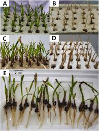 Image result for Enhalus acoroides