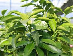 You see lemon tree leaves curling! Send A Lemon Tree An Orange Tree Or A Lime To Any Uk Address Citrus Trees Plants For Presents Tree Care