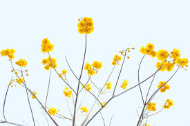 A flower, (old french flo(u)r; Squirrel Smelling A Flower Shows Us What Love Is Time