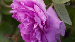 Klassische, generische kalendervorlagen für zu hause oder das büro, zur verwendung als urlaubskalender, urlaubsplaner, reiseplaner, schulkalender. Offener Garten Hier Finden Sie Teilnehmer In Ihrer Nahe Sat 1 Regional