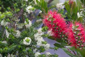 Good potting mixes are lighter and fluffier than topsoil. Plants For Clay Soils Native Plant And Revegetation Specialists