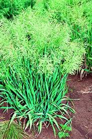 We did not find results for: Bromegrass Forage Extension Home