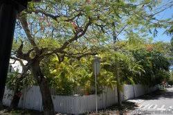 Key west flowers and trees. Interesting Trees Flowers In Key West 7 Available