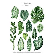 Image result for Araceae