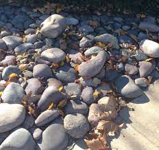 Salt River Rock 6 To 12 Inch Size Cobbles This Large Size Is Good Way To Keep People From Walking Through Planterb River Rock Free Landscape Design Dry River