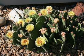 Native to the southwest united states and mexico, ocotillo grows along with cacti in these. Plains Prickly Pear Cactus Opuntia Polyacantha Prickly Pear Cactus Prickly Pear Wild Flowers
