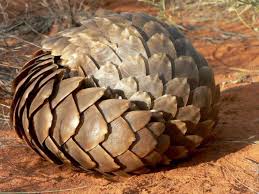 098 - Pangolins - The World's Most Poached Mammal
