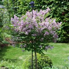 Zwergflieder Palibin Als Hochstamm Winterharte Pflanzen Garten Hochstammchen Winterharte Pflanzen