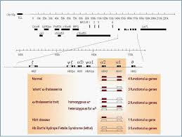 Check spelling or type a new query. Thalassemia From Genotype To Phenotype Intechopen