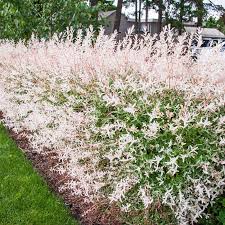 Great for wet spots in your yard. Dappled Willow Spring Hill Nurseries