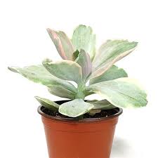 Variegated Paddle Plant Kalanchoe Luciae Fantastic Paddle Plant Plants Dragon Fruit Plant