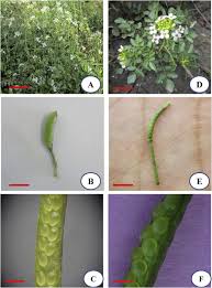 Image result for Nasturtium microphyllum