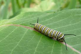Monarch Caterpillar On Common Milkweed Leaf Milkweed Monarch Butterfly Garden Asclepias