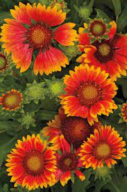 Blanket Flowers Gallardia Are Wonderfully Cheerful Long Blooming Plants For Hot Sunny Gardens Backyard Flowers Planting Flowers Blooming Plants