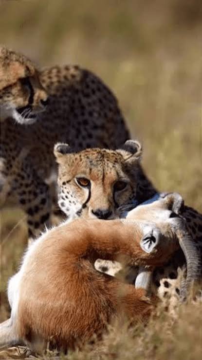 Cheetah Hunting Antelope African Savanna Stock Footage Video (100% Royalty-free) 3962036675 | Shutterstock