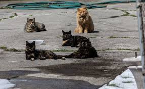 The aspca mobile spay/neuter clinic : An Army Of Volunteers Is Trying To Control Chicago S Feral Cat Population It Looks Like It S Working Chicago Tribune
