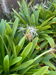 Image result for Craibia zimmermannii