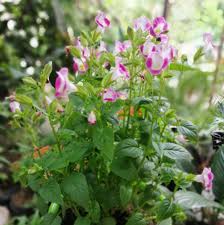 We don't settle for boring plants. Noy S Garden Essentials Home Facebook