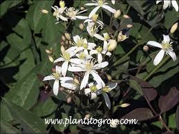 Image result for Clematis recta atropurpurea