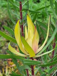 Image result for Epilobium salignum