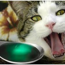 Kedi Gribi Minik Dostum Minik Dostum
