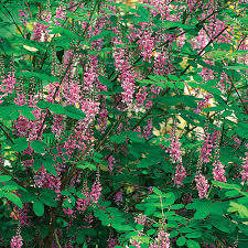 Image result for Indigofera dendroides