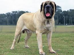 Mastiff Elityavru Com