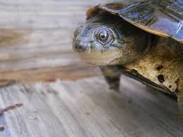 People interested in african sideneck turtle tank setup also searched for. African Mud Turtle East West And Helmeted Lots Of Info Crazy Plants Crazy Critters