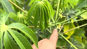 Image result for Manihot grahamii