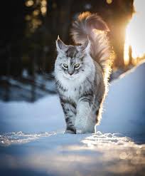 The long fur of a persian. Beautiful Cat Imgur