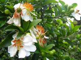 Image result for Xylotheca tettensis