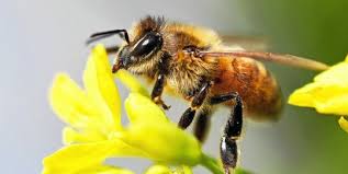 Principaux acteurs de des abeilles et des hommes. Le Telegramme Economie Declin Des Abeilles Une Menace Pour La Securite Alimentaire Mondiale