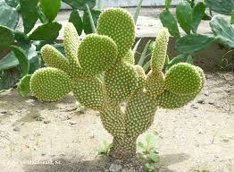 Prickly pears are classified as fruits and are an excellent source of vitamin c. Is It Wise To Try To Move Cacti Living It Up In Ecuador