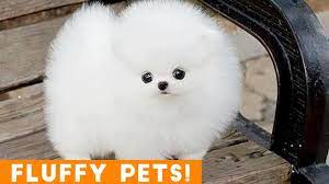 Maybe you would like to learn more about one of these? Really Fluffy Small Dogs Pasteurinstituteindia Com