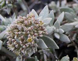 Image result for Polycarpaea