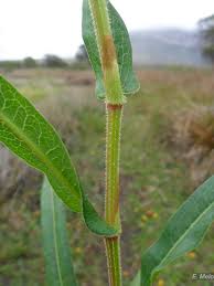 Image result for Persicaria meisneriana