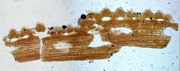 Image result for Dasylepis