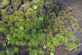 Image result for Limnophila crassifolia