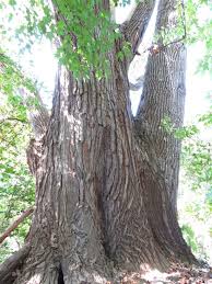 We did not find results for: This Giant Cottonwood Tree Stands At 136 Feet And The Circumference Of Its Base Is Nearly 31 Feet It 39 S The Second Largest Cottonwood Tree Tree Cottonwood