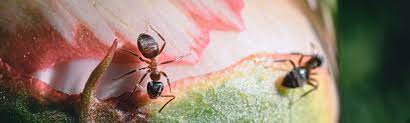 Yes type of control service: Pest Control In New Braunfels Chrysalis Pest Management