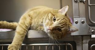 Covid 19 Advice For Cat Homing Centres International Cat Care