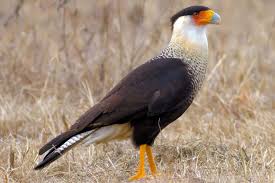 25 Top Texas Birds To See Beautiful Birds Most Beautiful Birds Bird