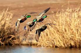 Premium wall murals & custom wallpaper for your home or office. 48 Duck Hunting Wallpaper On Wallpapersafari