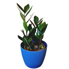 Image result for Zamiokulkas Zamioculcas