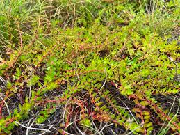 Image result for Laurembergia